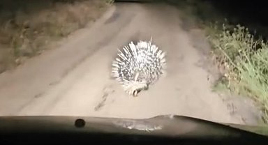 Elazığ'da oklu kirpi görüntülendi