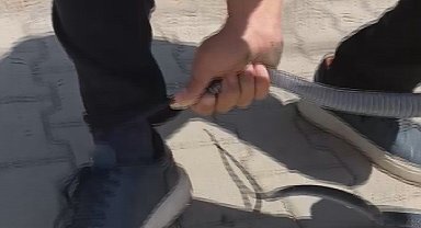 Eliyle yakaladığı yılan bacağını ısırdı: O anlar kamerada