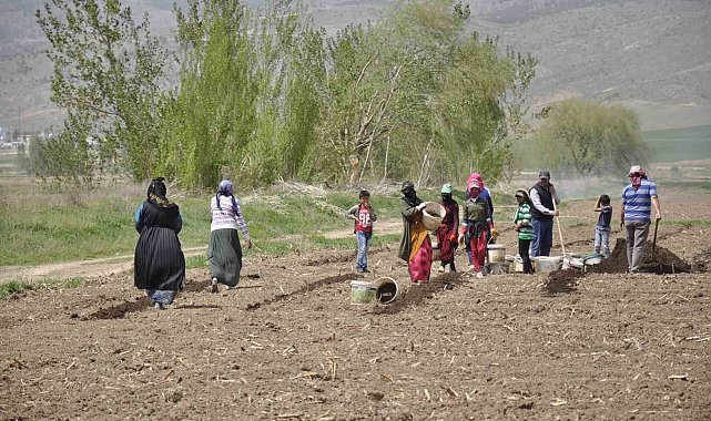 Erzincan'da tarımın görünmeyen kahramanları: Mevsimlik işçiler