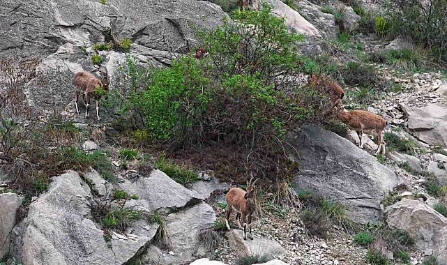 Erzurum'da dağ keçileri ana yola indi