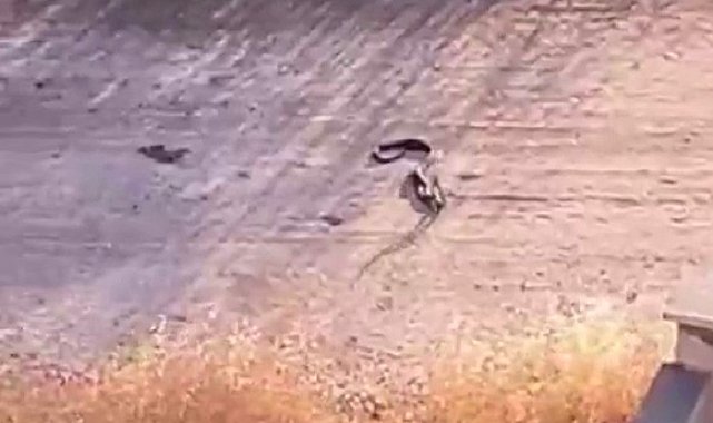 Gaziantep'te yerleşim yerlerinde yılan paniği