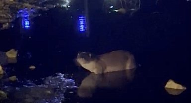 Gece saatlerinde göl kıyısında su samuru görüntülendi