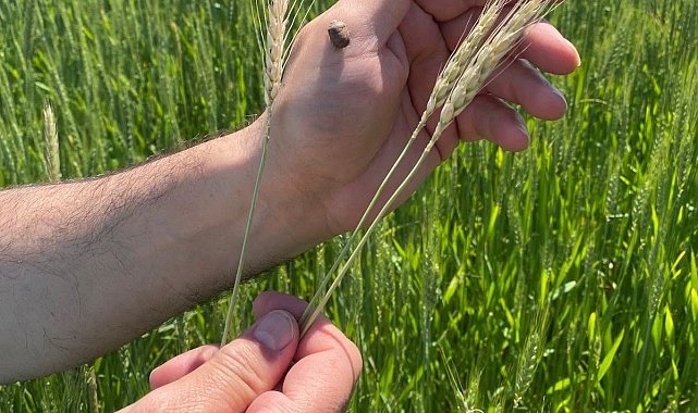Gediz'de hububat alanlarında tarla kontrolleri yapıldı