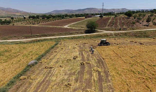 Gercüş'te bereketli hasat: Mercimek rekoltesi çiftçinin yüzünü güldürdü