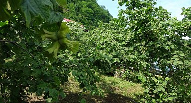 Giresun'da kahverengi kokarcaya karşı samuray arıları doğaya salındı
