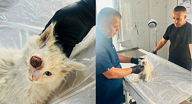 Gözü dışarı çıkan kedi başarılı ameliyatla sağlığına kavuştu