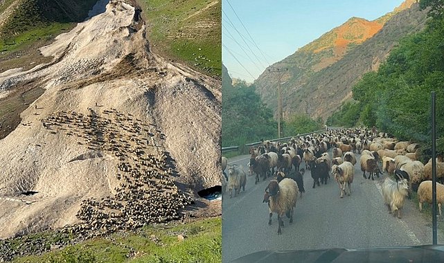 Hakkari'de yayla sezonu gecikmeli başladı