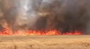 Harran'da 300 dönümlük buğday tarlasında yangın