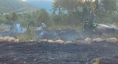 Hassa'da zeytinlik alan yangını