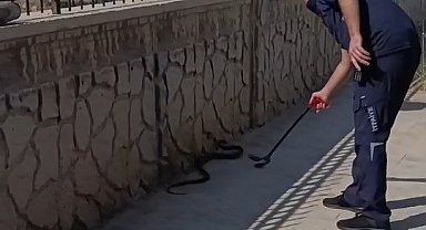 Hastane yanında görülen yılan paniğe neden oldu