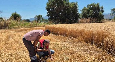 Havran'da hububat hasat kontrolleri yapılıyor