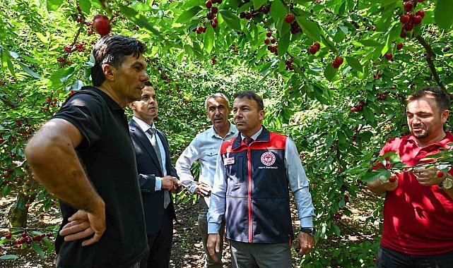 Honaz'da kiraz hasadı başladı