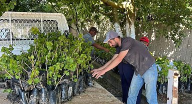 İki kardeşten üzüm üretimine milyonluk katkı