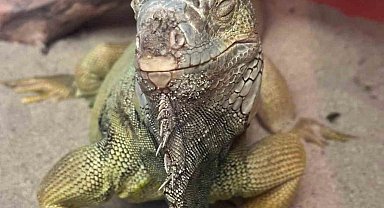 İstanbul'da bir evden tarantula, yılan, akrep, iguana, Afrika dev salyangozları çıktı