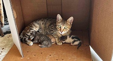 İşyerinde doğan kedi yavrularına esnaf sahip çıktı