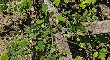 İtfaiyenin iguana mesaisi