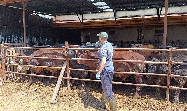 İthal besi hayvanlara yönelik denetim