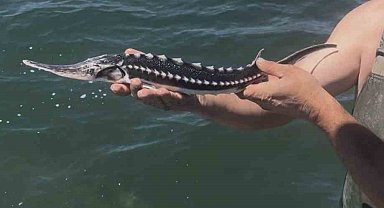 İzmit Körfezi'nde ağlara takılan mersin balığı yeniden denize salındı
