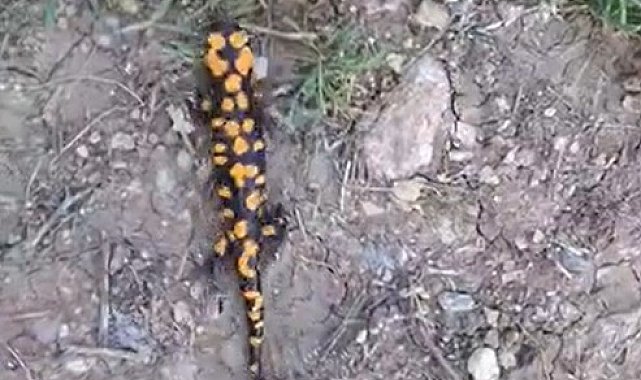 Kahramanmaraş'ta benekli semender görüntülendi