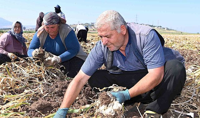 Kahramanmaraş'ta sarımsak hasadı: Yılda 17 bin ton üretimi yapılıyor