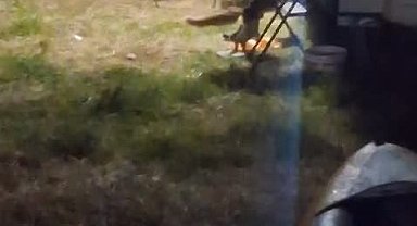 Kamp alanına giren hırsız tilki kameraya yakalandı
