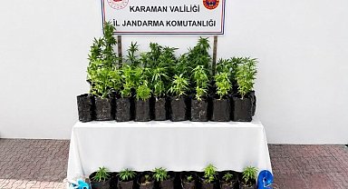 Karaman'da 2 bin 802 kök kenevir ele geçirildi