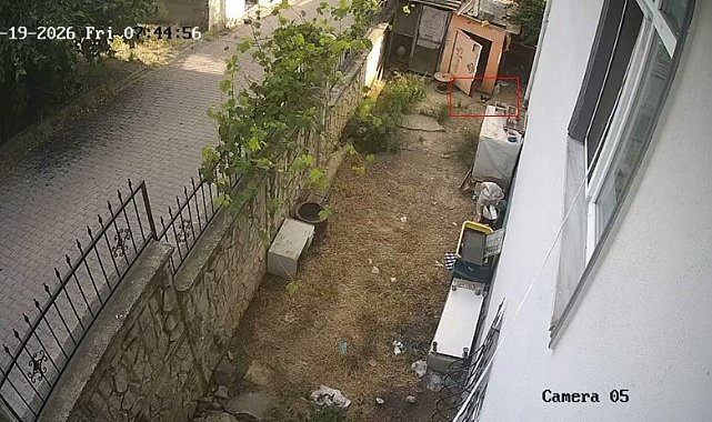 Karganın yumurta hırsızlığı kameraya yansıdı