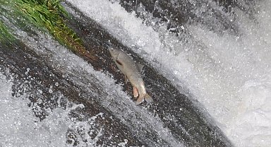 Kars'ta tatlı su kefallerinin ölümüne göçü başladı