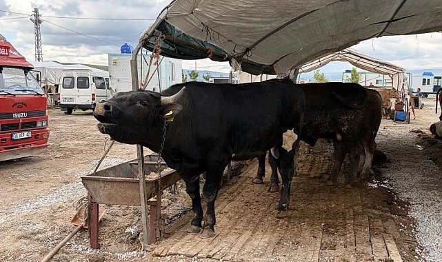 Kayseri'de 53 bin 284 adet kurban kesildi