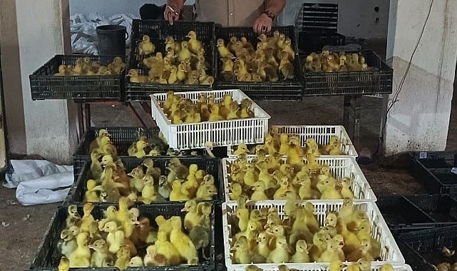 Kaz yetiştiriciliğinde Samsun modeli: Hedef üretimden ihracata uzanan zincir