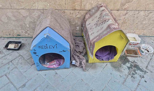 Kediler için yaptığı evler için vicdanlara seslendi, "Lütfen dokunmayalım"