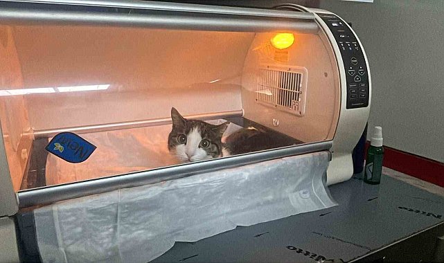 Kedinin karnından 400 gramlık kist çıktı, tedavisi yapılan kedi sahibine teslim edildi