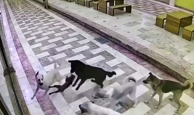 Kedinin tek başına 6 köpekle mücadele ettiği anlar kameraya yansıdı