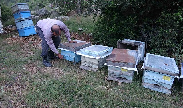 Keven ve kekik balı için yayla yolculuğu başladı