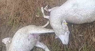 Kırklareli'nde şiddetli yağışta hayvanlar telef oldu, tarım arazileri zarar gördü