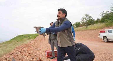 Kırşehir'de doğaya 900 kınalı keklik salındı