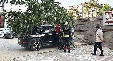 Kökü duvarın altında olan ağaç aracın üzerine devrildi