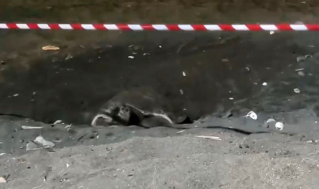 Koruma alanı dışına yuva yapan caretta caretta için şeritli tedbir