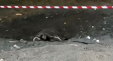 Koruma alanı dışına yuva yapan caretta caretta için şeritli tedbir