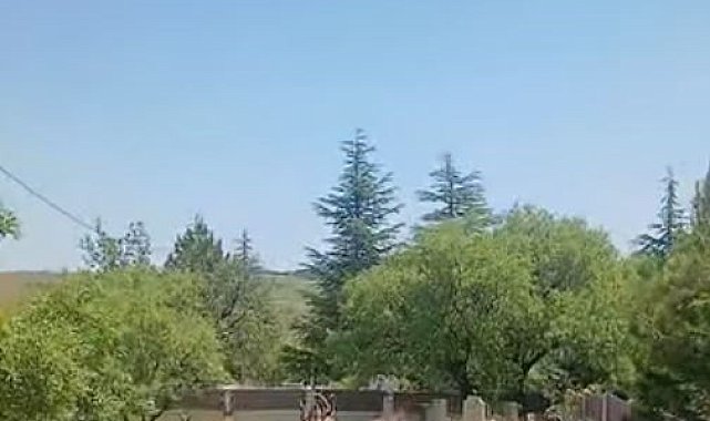 Koruma altındaki dağ keçileri Harput mezarlıklarında görüntülendi