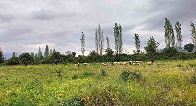 Köyceğiz'de yağışlar ot verimini artırdı