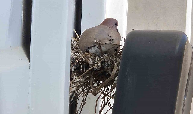 Kumru kamyona yuva yapınca, şoför kontağı kapattı