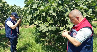 Kuyucak'ta incir üreticilerine zararlı uyarısı