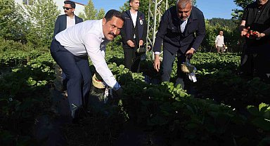 Lezzetiyle damaklarda tat bırakan çilekte 10 bin 900 ton rekolte bekleniyor