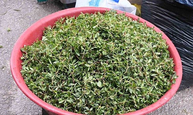 Madımak toplaması zahmetli yemesi lezzetli