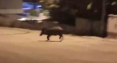 Mahalleye inen domuzları böyle kovaladı