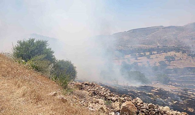 Mardin'de ormanlık alanda çıkan yangına müdahale ediliyor