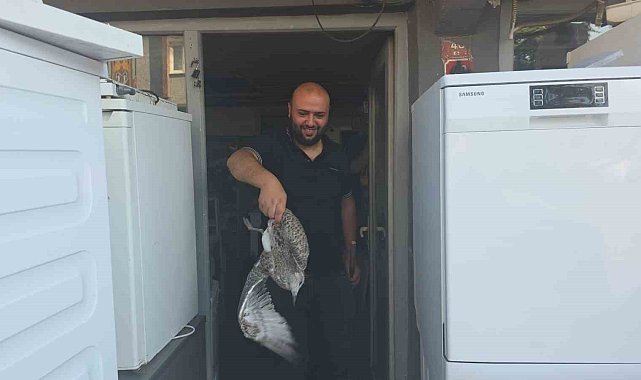 Martı yavrusu beyaz eşya tamircisini karıştırdı