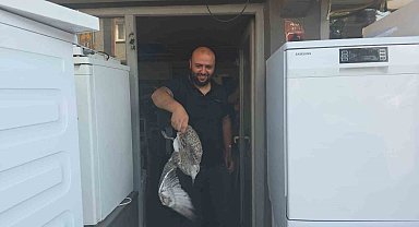 Martı yavrusu beyaz eşya tamircisini karıştırdı