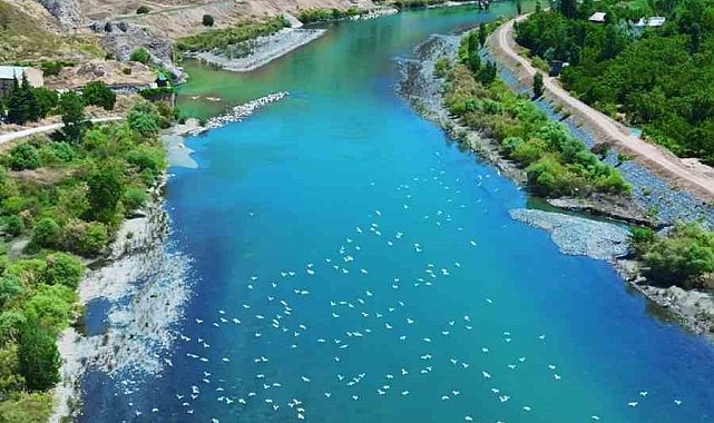 Martılar, Murat Nehri'nde görsel şölen oluşturdu